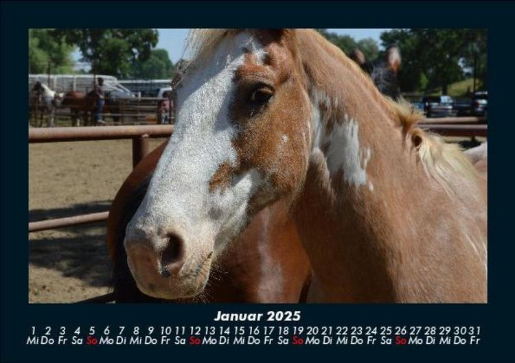 Produktbild: Pferdegefl&uuml;ster 2025 Fotokalender DIN A5