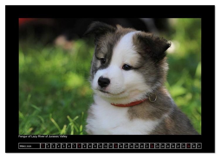 Produktbild: Islandhund - Welpen / CH-Version (Wandkalender 2026 DIN A4 quer), CALVENDO Monatskalender