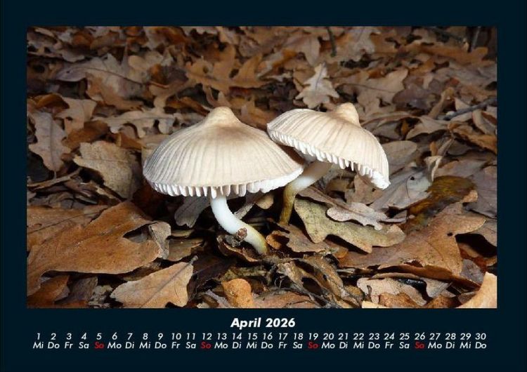 Produktbild: Pilzkalender 2026 Fotokalender DIN A4