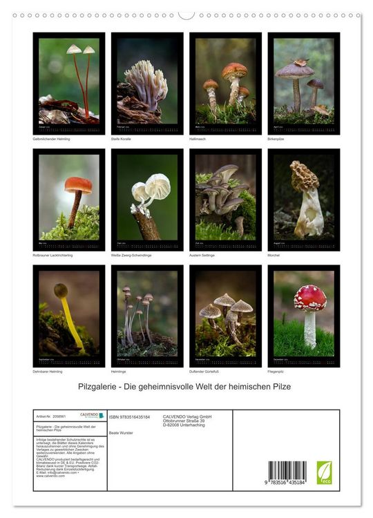 Produktbild: Pilzgalerie - Die geheimnisvolle Welt der heimischen Pilze (hochwertiger Premium Wandkalender 2026 DIN A2 hoch), Kunstdruck in Hochglanz