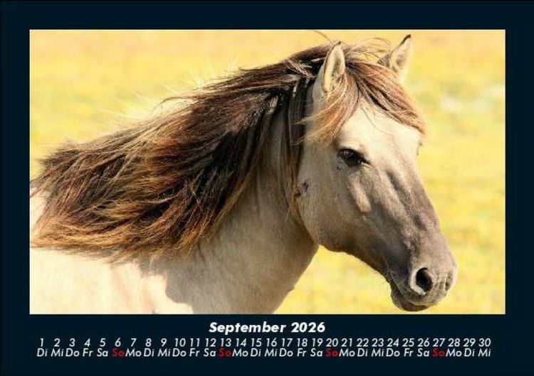 Produktbild: Die Welt der Pferde 2026 Fotokalender DIN A5