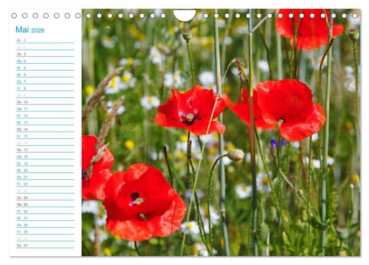 Produktbild: Wundersch&ouml;ner Spreewald (Wandkalender 2026 DIN A4 quer), CALVENDO Monatskalender