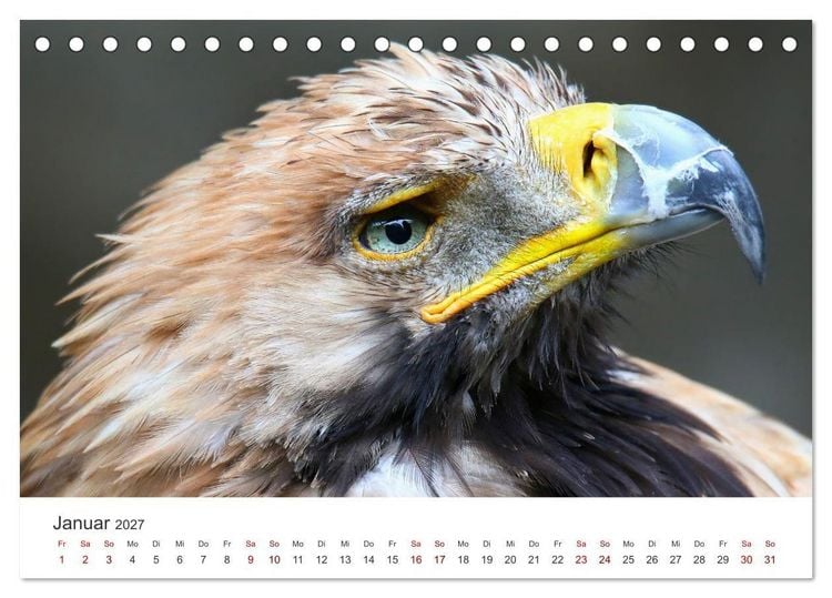Produktbild: GREIFVOGEL- UND EULENPORTR&Auml;TS (Tischkalender 2027 DIN A5 quer), CALVENDO Monatskalender