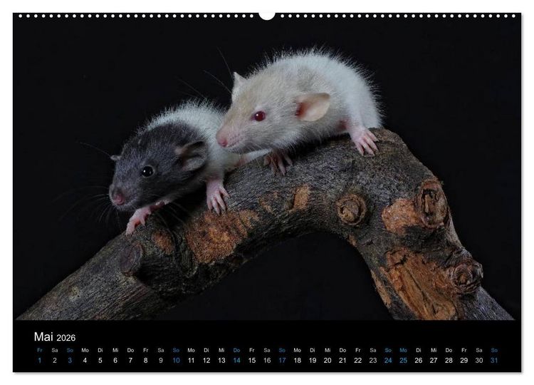 Produktbild: Ratten. Die gro&szlig;e Welt der kleinen Nager (hochwertiger Premium Wandkalender 2026 DIN A2 quer), Kunstdruck in Hochglanz