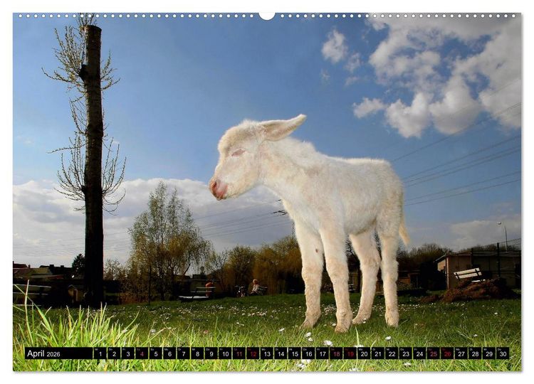 Produktbild: WIR SIND ESEL (hochwertiger Premium Wandkalender 2026 DIN A2 quer), Kunstdruck in Hochglanz