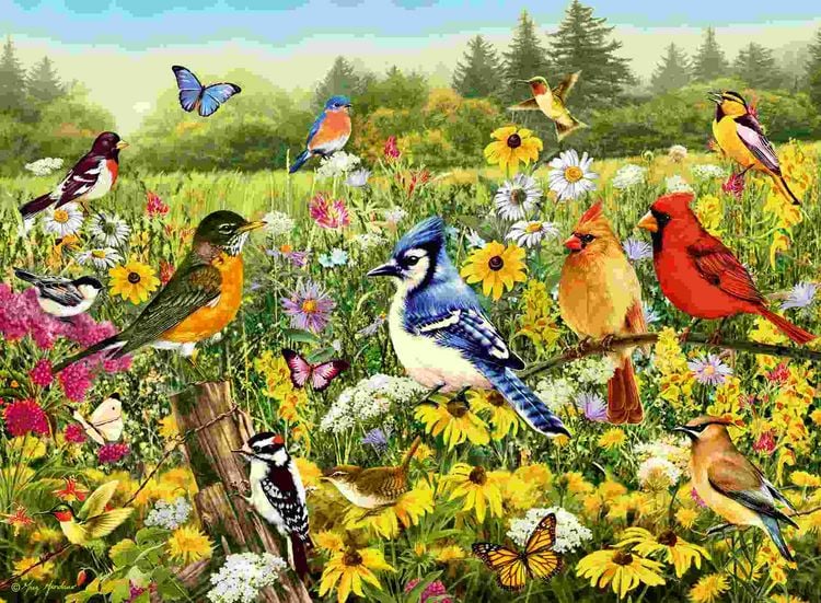 Produktbild: Erwachsenenpuzzle 500 Teile - Vogelwiese