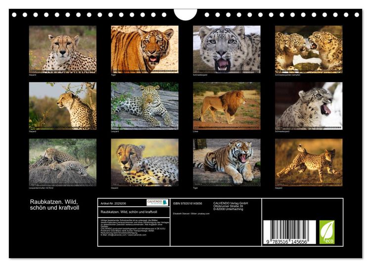Produktbild: Raubkatzen. Wild, sch&ouml;n und kraftvoll (Wandkalender 2026 DIN A4 quer), CALVENDO Monatskalender