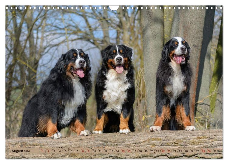 Produktbild: Berner Sennenhunde - Mit jedem Blick ein St&uuml;ck Geborgenheit (Wandkalender 2026 DIN A3 quer), CALVENDO Monatskalender