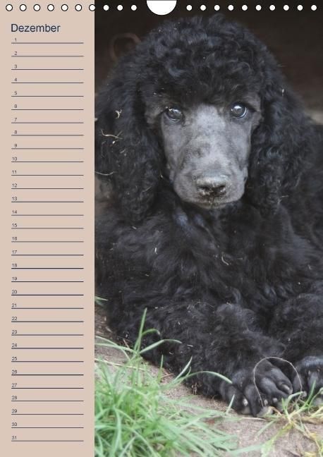 Produktbild: Pudel / Geburtstagskalender (Wandkalender immerw&auml;hrend DIN A4 hoch)