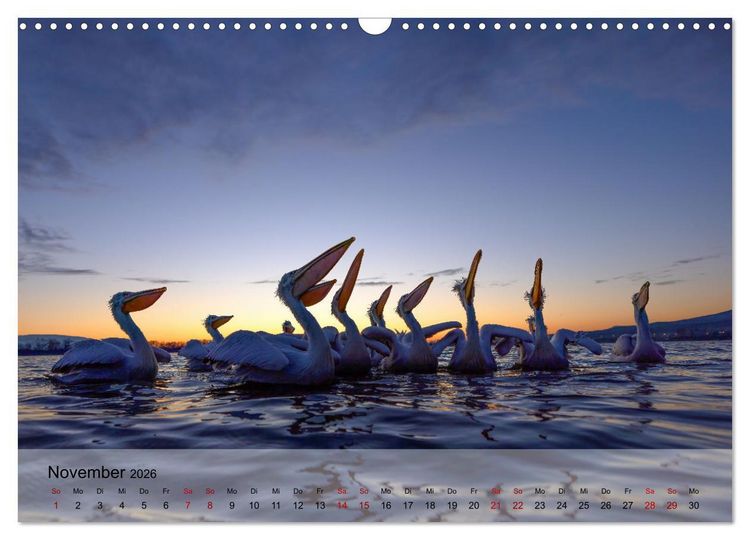 Produktbild: Krauskopfpelikane (Wandkalender 2026 DIN A3 quer), CALVENDO Monatskalender