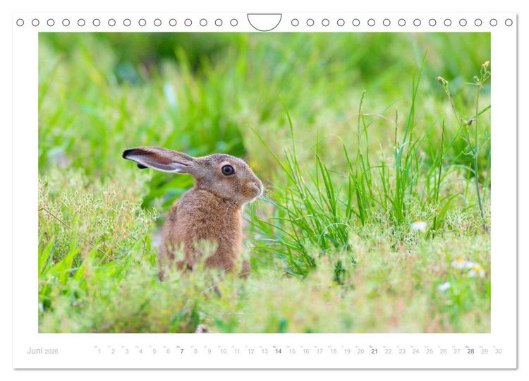 Produktbild: Der Feldhase (Wandkalender 2026 DIN A4 quer), CALVENDO Monatskalender