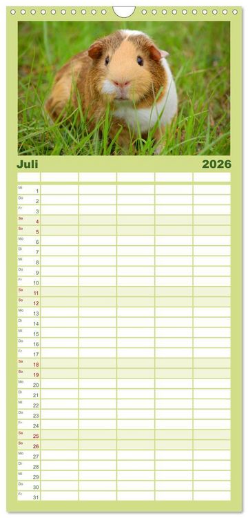 Produktbild: Familienplaner 2026 - Meerschweinchen Niedliche Herzensbrecher mit 5 Spalten (Wandkalender, 21 x 45 cm) CALVENDO