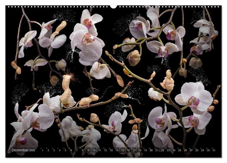 Produktbild: Orchidea (Wandkalender 2026 DIN A2 quer), CALVENDO Monatskalender