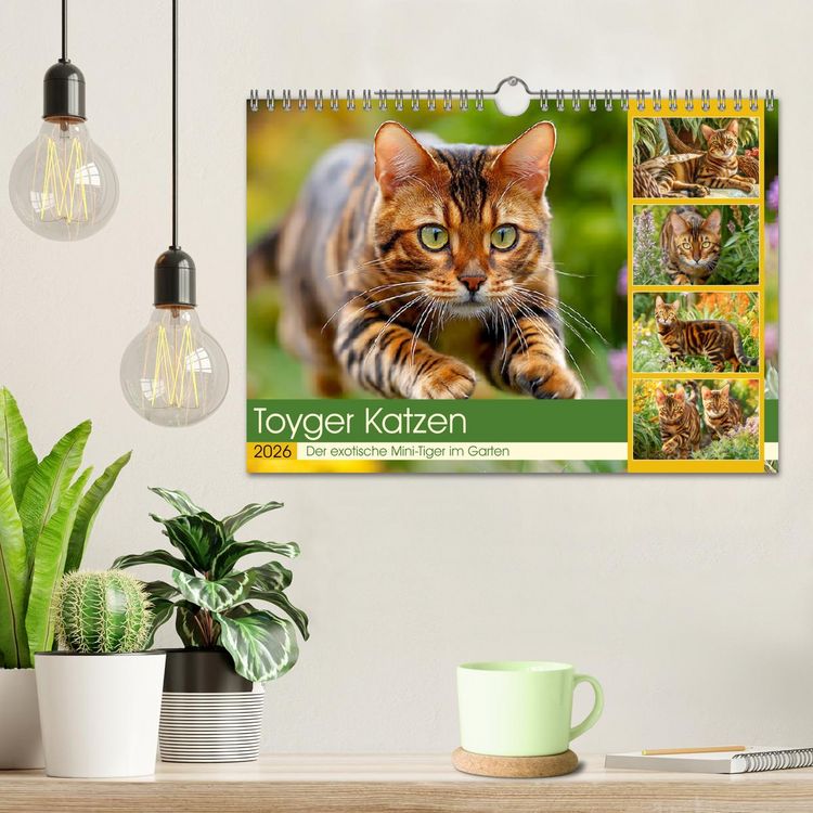 Produktbild: Toyger Katzen. Der exotische Mini-Tiger im Garten (Wandkalender 2026 DIN A4 quer), CALVENDO Monatskalender