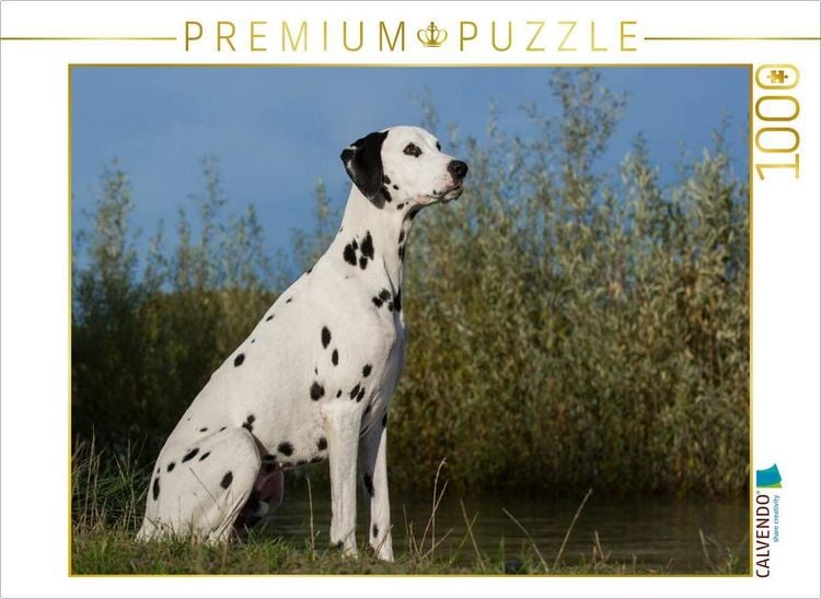 Produktbild: CALVENDO Puzzle Dalmatiner am Wasser | 1000 Teile Lege-Gr&ouml;&szlig;e 64x48cm Foto-Puzzle f&uuml;r gl&uuml;ckliche Stunden