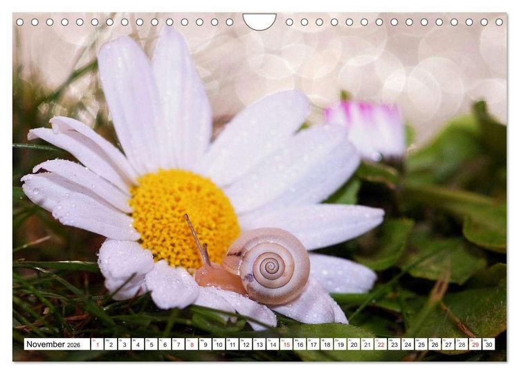 Produktbild: Schnecken. Witzige Schleimer (Wandkalender 2026 DIN A4 quer), CALVENDO Monatskalender