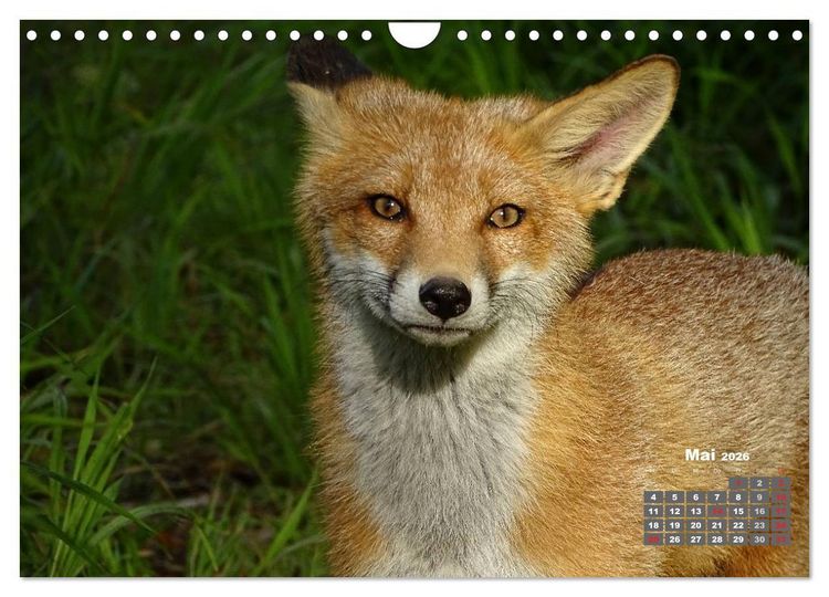 Produktbild: Familie Fuchs hautnah in Berlin (Wandkalender 2026 DIN A4 quer), CALVENDO Monatskalender