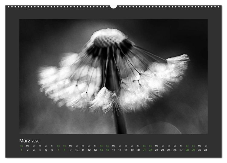 Produktbild: Pflanzen in Schwarz und Wei&szlig; (hochwertiger Premium Wandkalender 2026 DIN A2 quer), Kunstdruck in Hochglanz