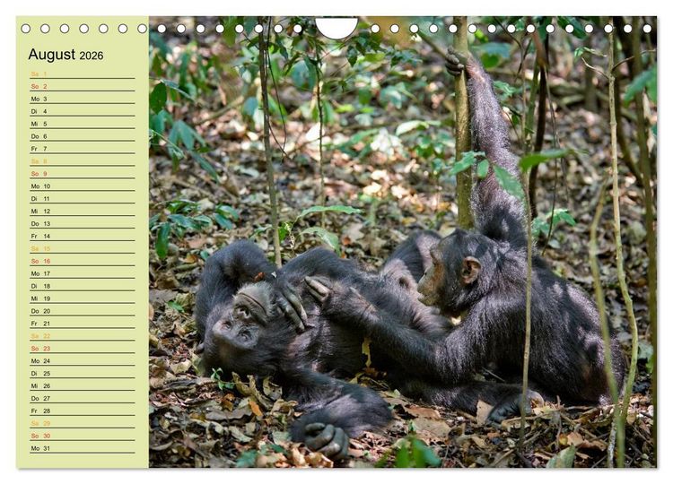 Produktbild: Ugandas wilde Menschenaffen (Wandkalender 2026 DIN A4 quer), CALVENDO Monatskalender