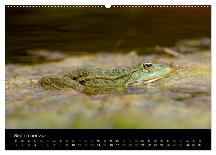 Produktbild: FROSCHBUCH (Wandkalender 2026 DIN A2 quer), CALVENDO Monatskalender