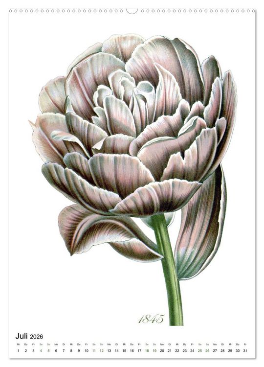 Produktbild: Tulpen - Jahr (hochwertiger Premium Wandkalender 2026 DIN A2 hoch), Kunstdruck in Hochglanz