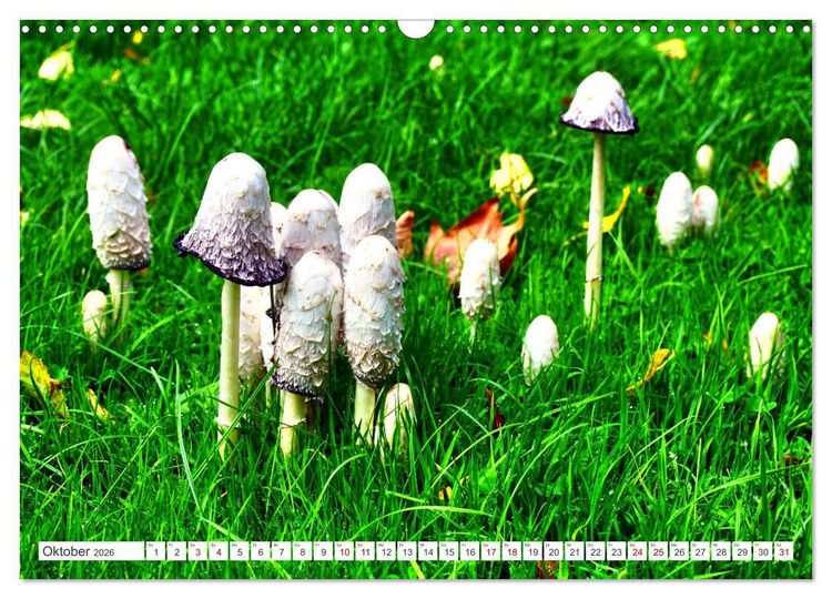 Produktbild: Gr&uuml;nes Paradies - Schlosspark Paffendorf (Wandkalender 2026 DIN A3 quer), CALVENDO Monatskalender