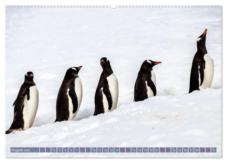 Produktbild: Antarktis Gletscher, Robben, Pinguine (hochwertiger Premium Wandkalender 2026 DIN A2 quer), Kunstdruck in Hochglanz