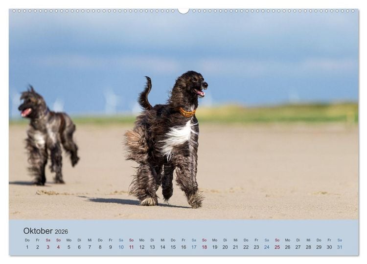 Produktbild: AFGHANISCHE WINDHUNDE 2026 (Wandkalender 2026 DIN A2 quer), CALVENDO Monatskalender