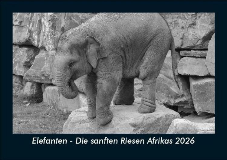 Produktbild: Elefanten - Die sanften Riesen Afrikas 2026 Fotokalender DIN A5