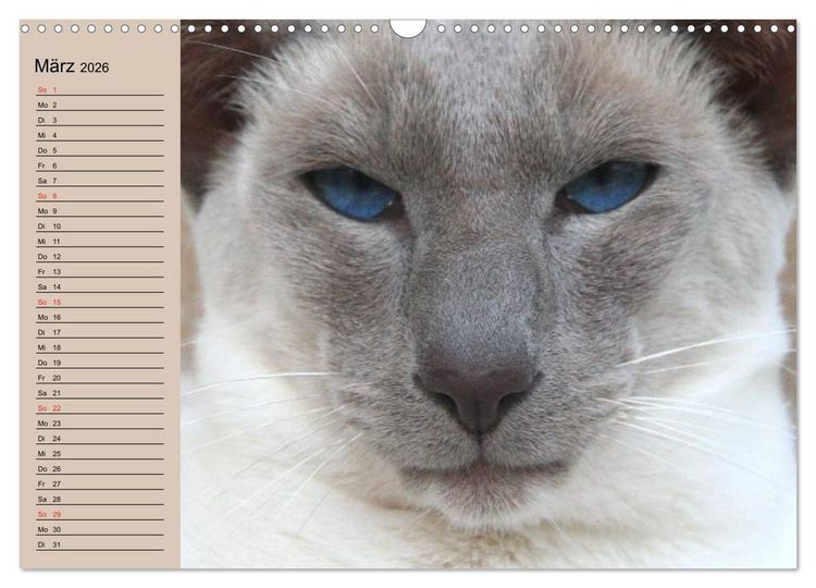 Produktbild: Siamkatzen - Kleiner Frechdachs mit Familie (Wandkalender 2026 DIN A3 quer), CALVENDO Monatskalender
