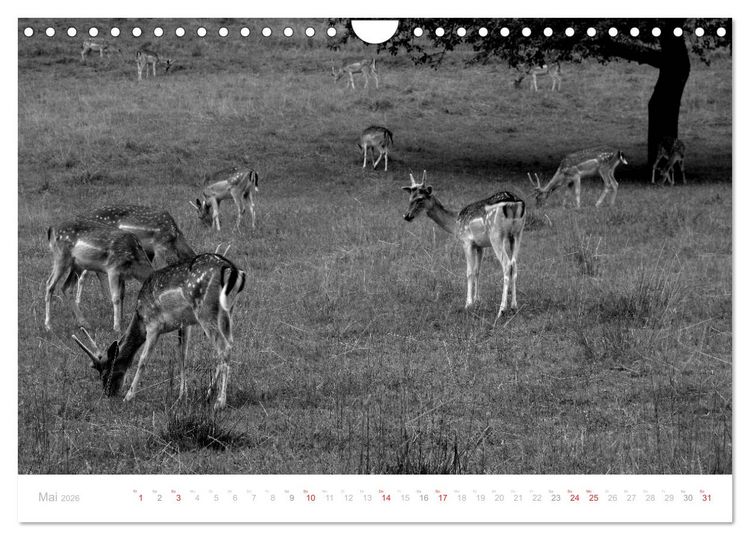 Produktbild: Mystischer Schwarzwald (Wandkalender 2026 DIN A4 quer), CALVENDO Monatskalender