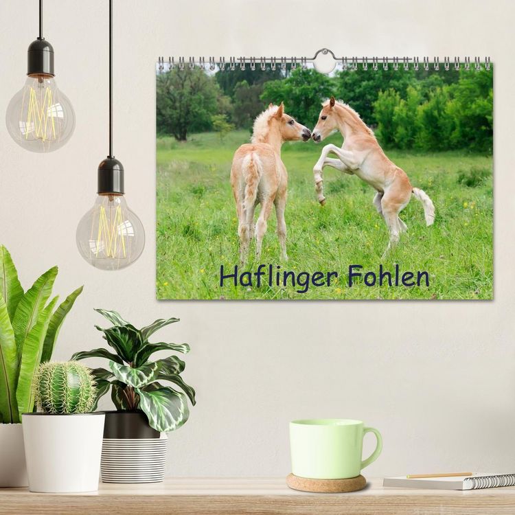 Produktbild: Haflinger Fohlen (Wandkalender 2027 DIN A4 quer), CALVENDO Monatskalender