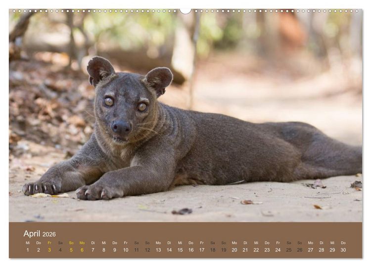 Produktbild: Madagaskars wundersame Tierwelt (hochwertiger Premium Wandkalender 2026 DIN A2 quer), Kunstdruck in Hochglanz
