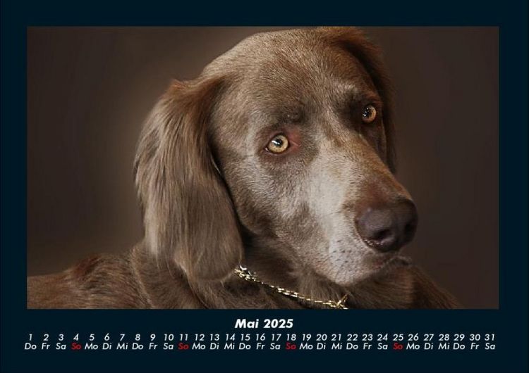 Produktbild: Der Hundekalender 2025 Fotokalender DIN A4