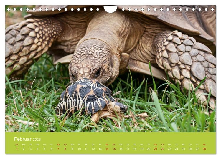 Produktbild: Meine Schildkr&ouml;ten (Wandkalender 2026 DIN A4 quer), CALVENDO Monatskalender