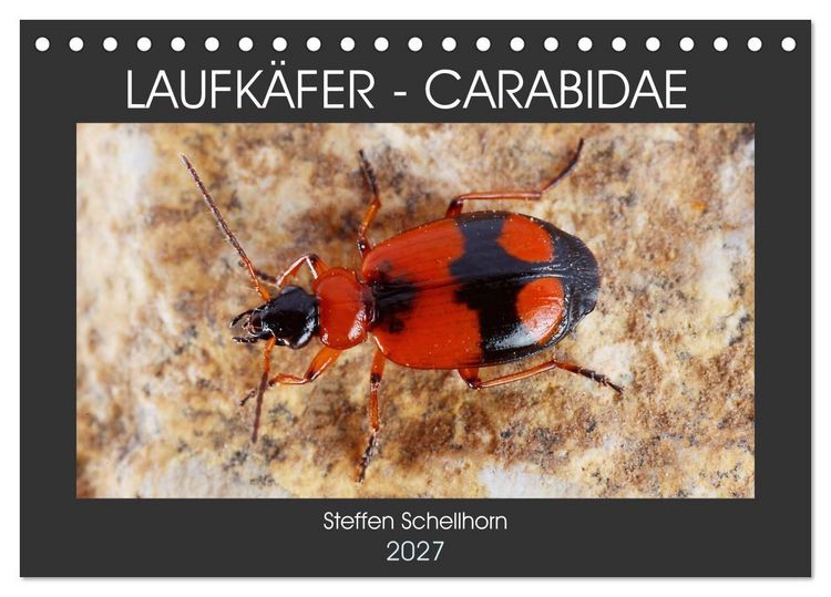 Produktbild: LAUFK&Auml;FER - CARABIDAE (Tischkalender 2027 DIN A5 quer), CALVENDO Monatskalender