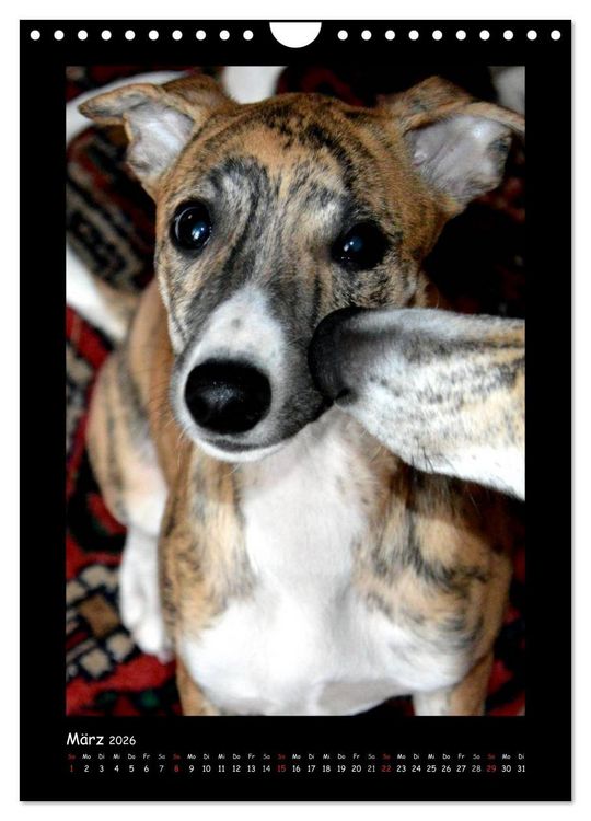 Produktbild: Ein Whippet wird erwachsen (Wandkalender 2026 DIN A4 hoch), CALVENDO Monatskalender