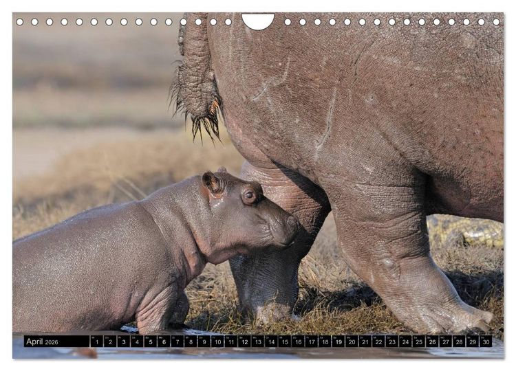 Produktbild: Magie des Augenblicks - Tierkinder - klein, aber wild (Wandkalender 2026 DIN A4 quer), CALVENDO Monatskalender