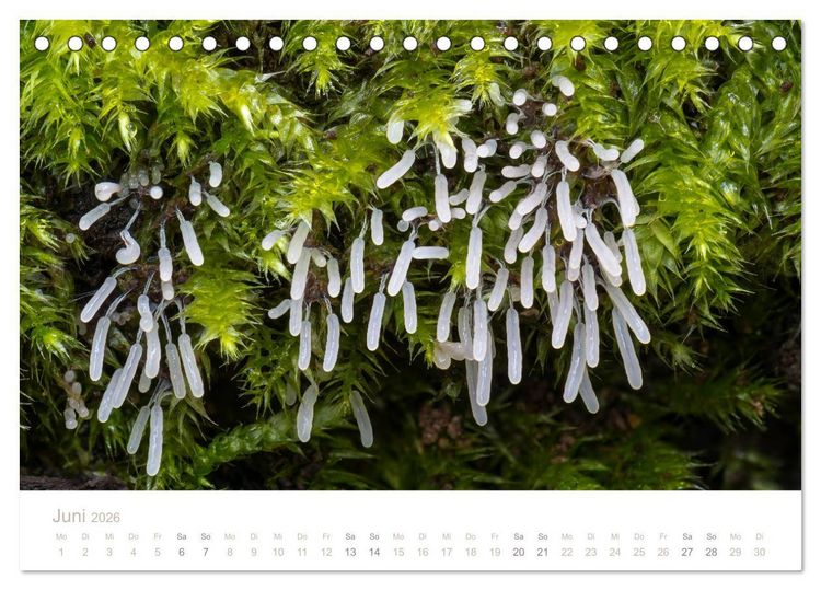 Produktbild: FASZINATION PILZE 2026 (Tischkalender 2026 DIN A5 quer), CALVENDO Monatskalender