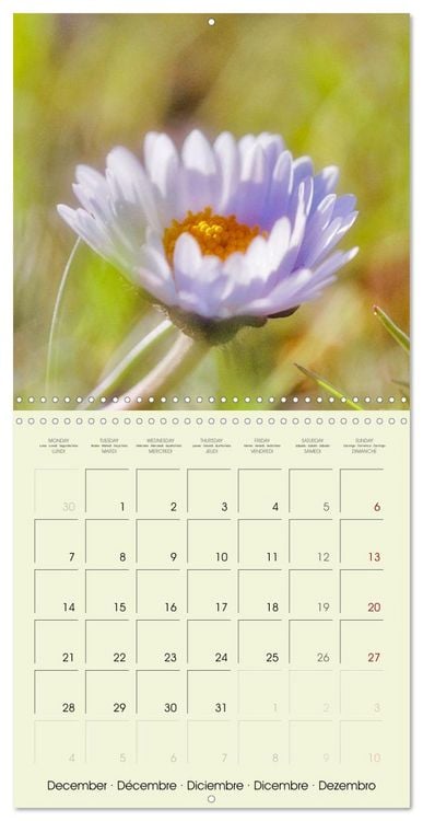 Produktbild: Flowers from dreamland (Wall Calendar 2026 12 &times; 12 Inch) CALVENDO 12 Month Wall Calendar