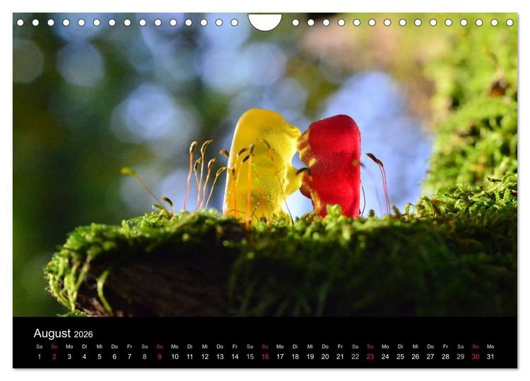 Produktbild: Die Welt der Fruchtgummis (Wandkalender 2026 DIN A4 quer), CALVENDO Monatskalender