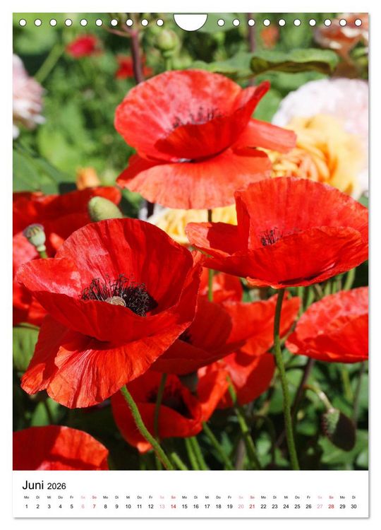 Produktbild: Ein Jahr voller Blumen (Wandkalender 2026 DIN A4 hoch), CALVENDO Monatskalender