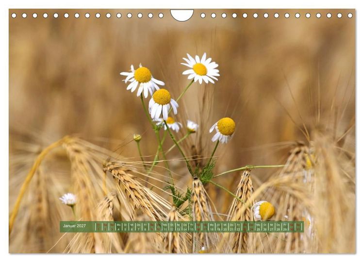 Produktbild: Feldansichten (Wandkalender 2027 DIN A4 quer), CALVENDO Monatskalender