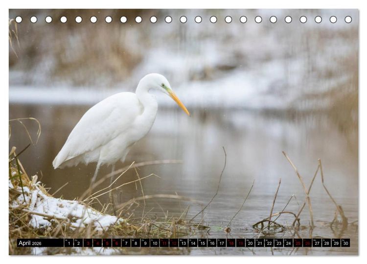 Produktbild: Eleganz in Wei&szlig; - Der Silberreiher (Tischkalender 2026 DIN A5 quer), CALVENDO Monatskalender