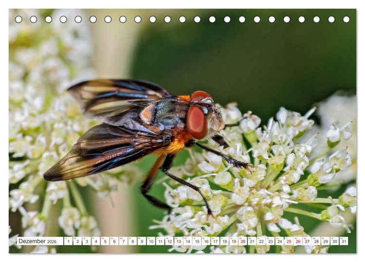 Produktbild: Ungeliebte Sch&ouml;nheiten - die faszinierende Welt unserer heimischen Fliegen (Tischkalender 2026 DIN A5 quer), CALVENDO Monatskalender