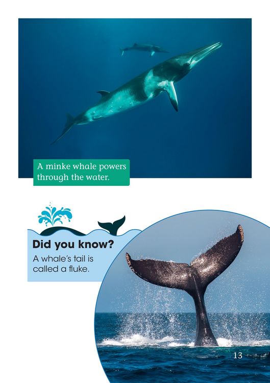 Produktbild: Whale Strandings: A Mystery of Nature