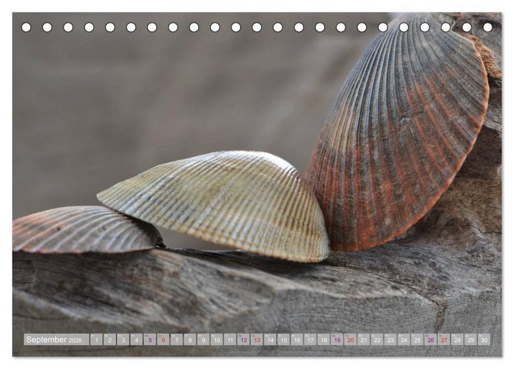 Produktbild: H&auml;user der Meere: Muscheln - Seeigel - Schnecken (Tischkalender 2026 DIN A5 quer), CALVENDO Monatskalender