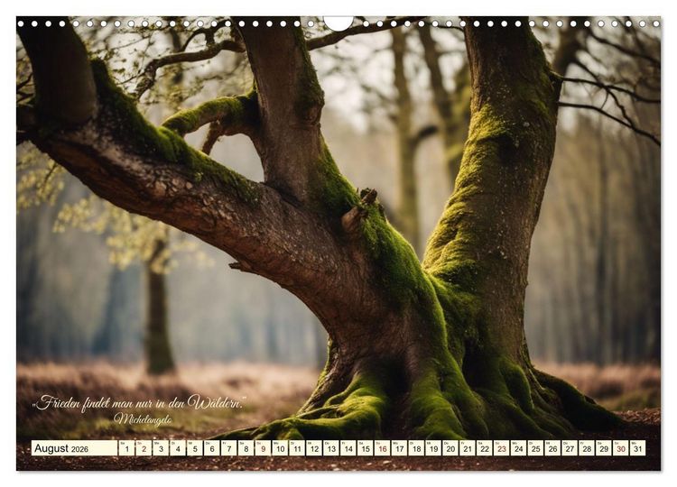 Produktbild: Waldbaden - Shinrin Yoku (Wandkalender 2026 DIN A3 quer), CALVENDO Monatskalender