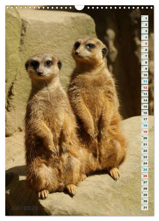 Produktbild: Erdm&auml;nnchen-Meerkats-Surikate (Wandkalender 2026 DIN A3 hoch), CALVENDO Monatskalender