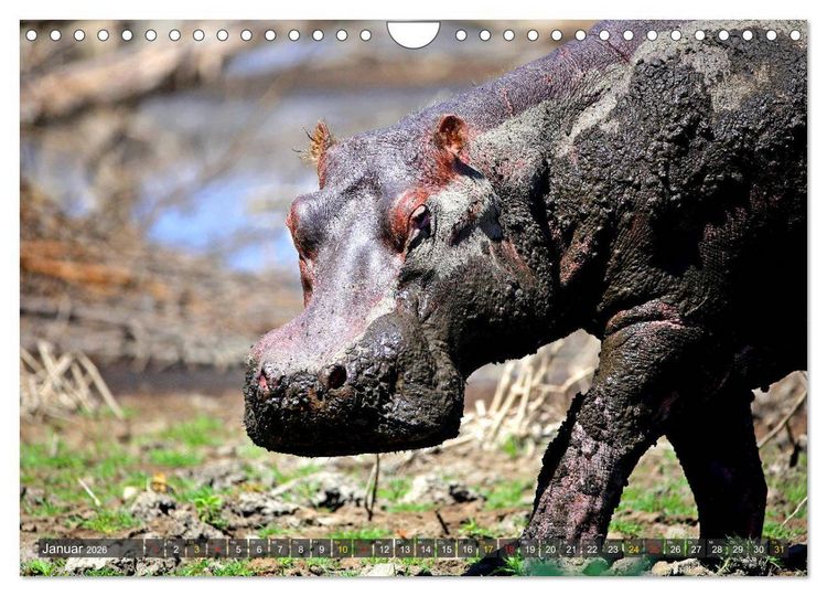 Produktbild: Hippos - Begegnungen in Afrika (Wandkalender 2026 DIN A4 quer), CALVENDO Monatskalender